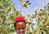 Félicitations à cette dame, pionnière de la culture de la pomme en Afrique