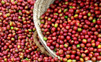 Exportation du Café : le conseil du café cacao annonce des mesures