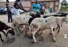 Célébration de la Tabaski / MIESSAN Vincent De Paul fait don de moutons et bœufs à la communauté Musulmane de Grand-Bassam