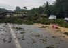 Désobéissance civile tourne au drame un arbre abattu tombe sur un minicar de transport commun