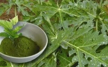 LES VERTUS MÉDICINALES DES FEUILLES DE PAPAYER